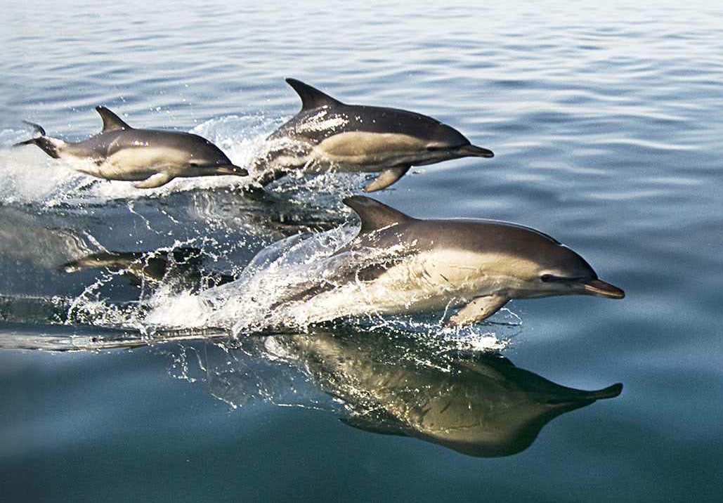Dolphins seen near the coast of Gower